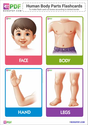 English Body Parts Flashcards
